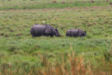 Fototapeta premium Greater one-horned rhinoceros (Rhinoceros unicornis)