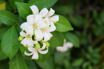Close up of Chinese box tree flowers. Cosmetic bark tree, Orange jasmine, are also the names of this beautiful white flowers with evergreen shrub or small tree.