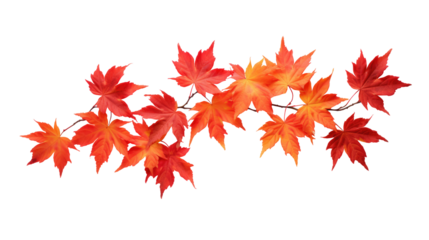 A Branch of Fiery Orange-Red Maple Leaves on Transparent Background

