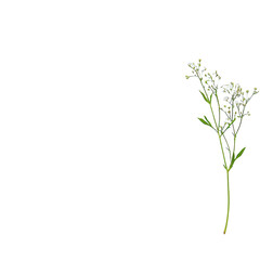 Delicate white flowers on a slender green stem against a white isolated background, showcasing the beauty and intricacy of nature's elegant designs.