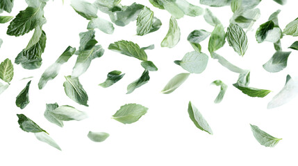 Fresh Spearmint Leaves Falling Isolated on Transparent Background