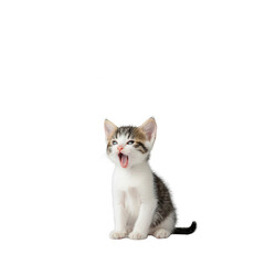 Fototapeta premium Playful kitten with a playful expression, sitting against a white isolated background, showcasing its adorable features and playful nature.
