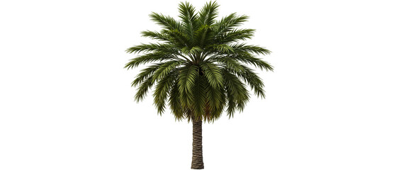 Realistic digitally rendered palm tree isolated on white background showcasing lush green foliage