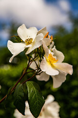 branch with white wild roses, background image with space for inscription