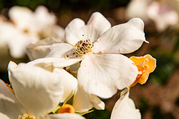 white wild roses, background image