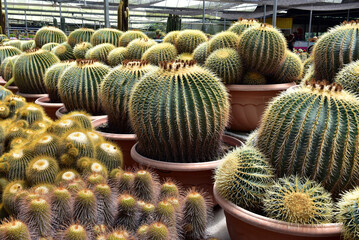 Golden Barrel Cacti in Pots at a Plant Nursery - A vibrant collection of golden barrel cacti (Echinocactus grusonii)