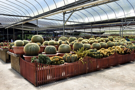 Golden Barrel Cacti in Pots at a Plant Nursery - A vibrant collection of golden barrel cacti (Echinocactus grusonii) displayed in large terracotta pots at a cactus nursery or greenhouse.