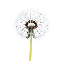 Close up of a dandelion seed head with seeds being blown away on black