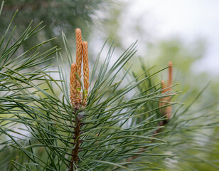 new shoots on a young pine tree, selective focus, close-up, awakening of nature in spring
