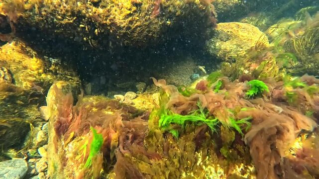 Algae in an underwater landscape in the Black Sea, red algae Porphyra and Scytosiphon, Green Cladophora on rocks near the shore, Black Sea