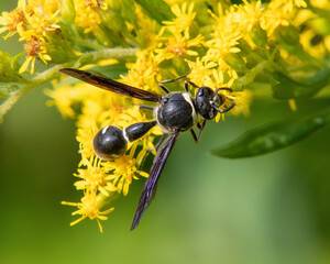 Potter Wasp and Goldenrod, Wernick Farm Reserve, Massachusetts