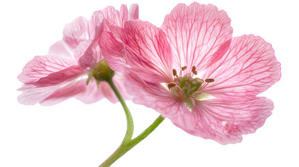 Pink Sea Thrift Close-Up - Professional Wide-Angle Floral Photography