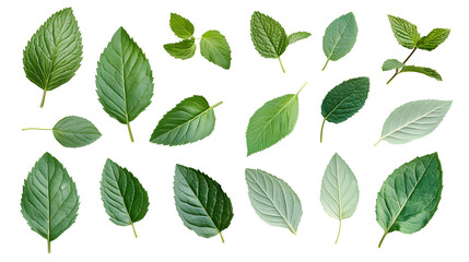 Fototapeta premium Fresh Mint Leaves Isolated on Transparent Background - Isolated on Transparent