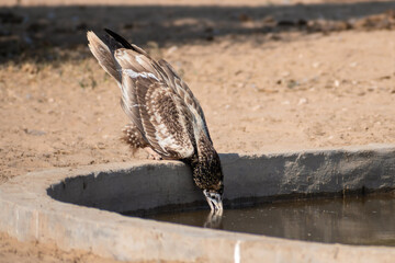 Juvenile Egyptian Vulture Quenching Its Thirst at a Watering Hole