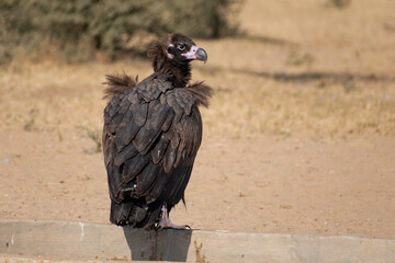 Majestic Juvenile Cinereous Vulture Standing by the Water’s Edge