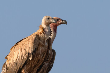 Majestic Eurasian Griffon Vulture in Golden Light