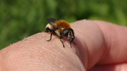 Large narcissus fly (Merodon equestris), also known as narcissus bulb fly, greater bulb fly or...