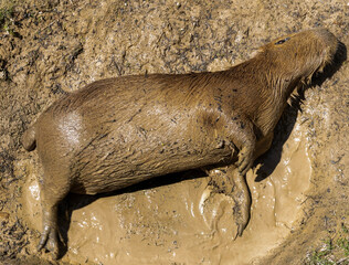 Capybara sleeping in mud