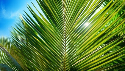 closeup of palm leaf on blue sky background