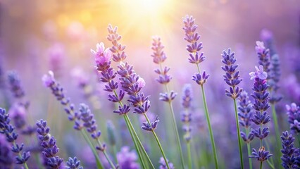Fototapeta premium Lavender flowers in a serene, natural setting with soft, pastel colors and delicate petals, nature