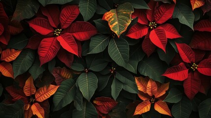 Background image of Poinsettia flower leaves