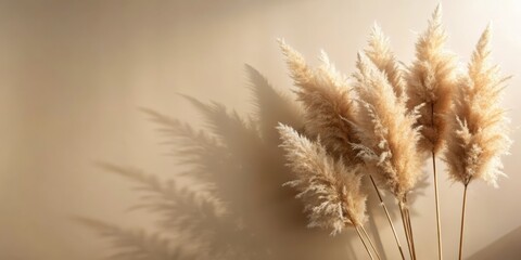 Obraz premium Pampas Grass Shadow Effect on Beige Surface, bohemian style, foliage, bohemian style
