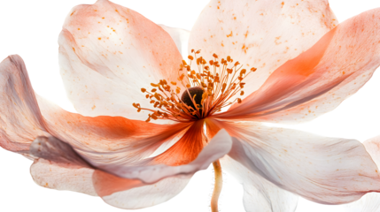 Elegant Transparent and Fresh Blooms Masterpiece Creative Artwork