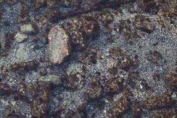 texture, nature, rock, stone, abstract, sea, macro, sand, water, closeup, pattern, animal, ocean, underwater, wall, food, beach, ant, fish, natural, life