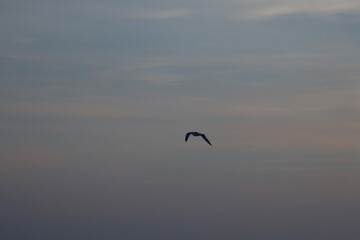 bird, sky, sunset, seagull, sea, blue, fly, flying, nature, gull, flight, birds, clouds, water, cloud, white, freedom, lake, landscape, animal, ocean, sunrise, sun, wings, river