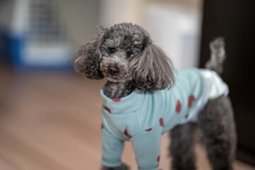 portrait of a poodle