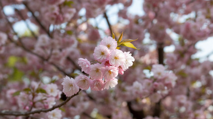 Closeup of Delicate Pink Cherry Blossoms in Full Bloom