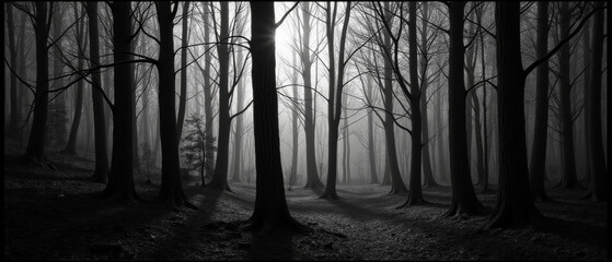 serene forest scene with tall, bare trees shrouded mist, creating mysterious atmosphere. sunlight filters through branches, casting shadows ground