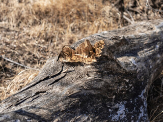 Old weathered log on the ground 