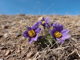 pasque flower, wind flower, prairie crocus, Easter flower, and meadow anemone