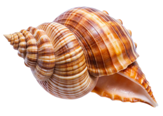 Seashell isolated on a transparent background.