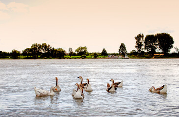 Geese swimming in the Rhine River
