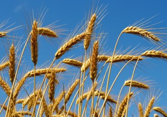 Golden wheat field against blue sky