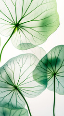 Delicate green leaves create a natural and serene atmosphere, perfect for promoting tranquility and wellness.