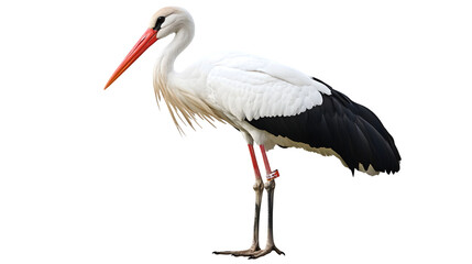 Fototapeta premium Majestic White Stork Isolated on White Background - High-Quality PNG for Design Projects