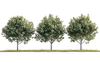 Three trees in a row on a grassy area against a white background. Lush green foliage on the trees.