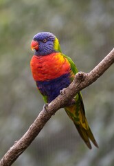 rainbow lorikeet on a branch
