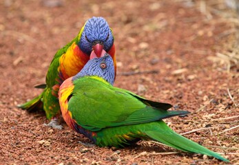 rainbow lorikeet parrot