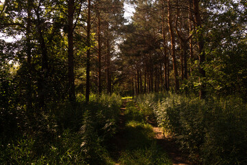 Obraz premium forest, autumn, nature, tree, landscape, trees, fall, green, park, woods, wood, sun, path, foliage, season, leaf, light, leaves, pine, outdoors, yellow, woodland, birch, plant, environment
