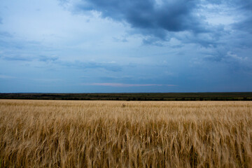field, wheat, sky, landscape, agriculture, summer, nature, farm, blue, cloud, crop, clouds, rural, grain, countryside, plant, yellow, grass, meadow, cereal, harvest, green, barley, country, land