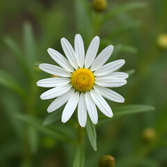 Obraz premium white daisy flower.