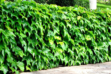 Girlish grapes. Wall overgrown with thick green liana