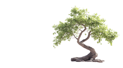 Venerable Elm Tree Isolated on Pure White Background for Design Projects