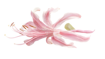 Naklejka premium Vibrant Honeysuckle Flower Isolated on Transparent Background for Design Projects