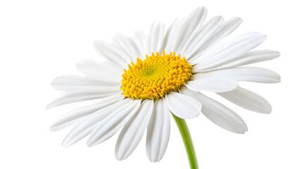 Fototapeta premium Vibrant Marguerite Daisy Flower Isolated on Transparent Background for Floral Designs