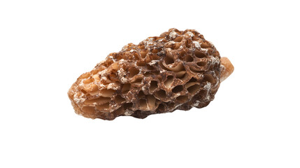 Professional Medium Shot of Isolated Morel Mushroom Isolated on Transparent Background